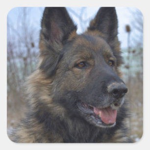 Gorgous Black-saddled German Shepherd Fyrkantigt Klistermärke