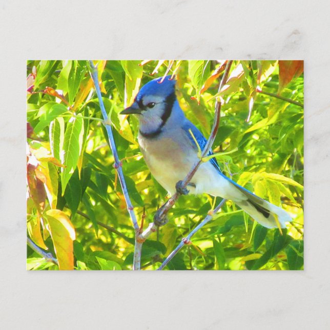 Gorgous Blue Jay i Maple Quebec Kanada Vykort (Framsida)