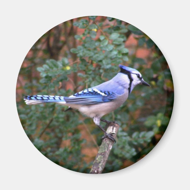 Gorgous Blue Jay Magnet (Framsidan)