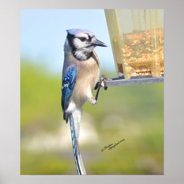 Gorgous Blue Jay Poster eller skriver ut (Framsidan)