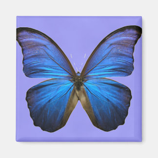 Gorgous Blue Morpho Butterfly Magnet