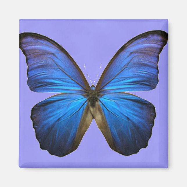 Gorgous Blue Morpho Butterfly Magnet (Framsidan)