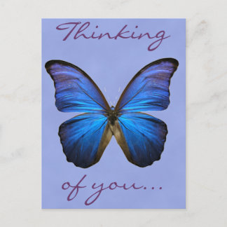 Gorgous Blue Morpho Butterfly Vykort