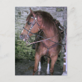 Gorgous Brown Horse Vykort