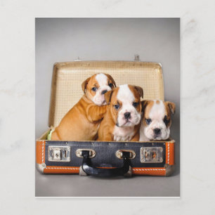 Gorgous Bulldog Puppies HUND ÄLSKARE Flygblad