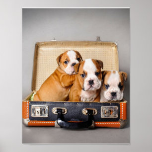 Gorgous Bulldog Puppies   HUND ÄLSKARE Poster