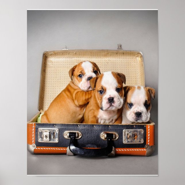 Gorgous Bulldog Puppies | HUND ÄLSKARE Poster (Framsidan)