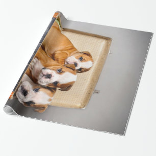 Gorgous Bulldog Puppies HUND ÄLSKARE Presentpapper