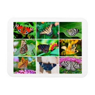 Gorgous Butterflies Collage, 9 foton Magnet