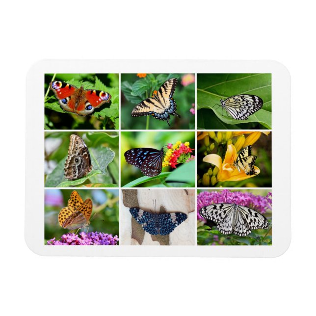 Gorgous Butterflies Collage, 9 foton Magnet (Horisontell)