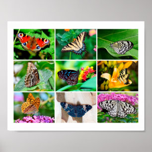 Gorgous Butterflies Collage, 9 foton Poster