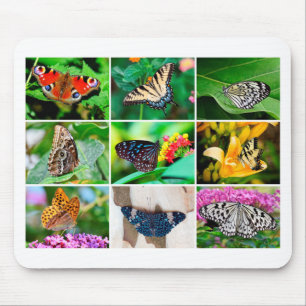 Gorgous Butterfly Collage, 9 foton Musmatta