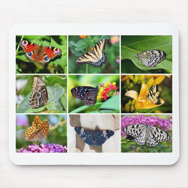 Gorgous Butterfly Collage, 9 foton Musmatta (Framsidan)