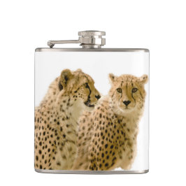 Gorgous Cheetah BeVacker Cat Photo Fickplunta