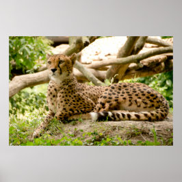 Gorgous Cheetah BeVacker Cat Photo Poster