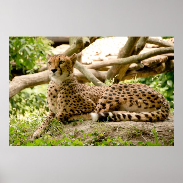 Gorgous Cheetah BeVacker Cat Photo Poster (Framsidan)
