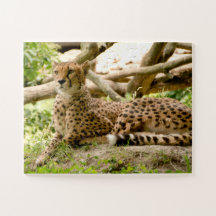 Gorgous Cheetah BeVacker Cat Photo