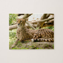 Gorgous Cheetah BeVacker Cat Photo