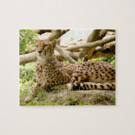 Gorgous Cheetah BeVacker Cat Photo Pussel