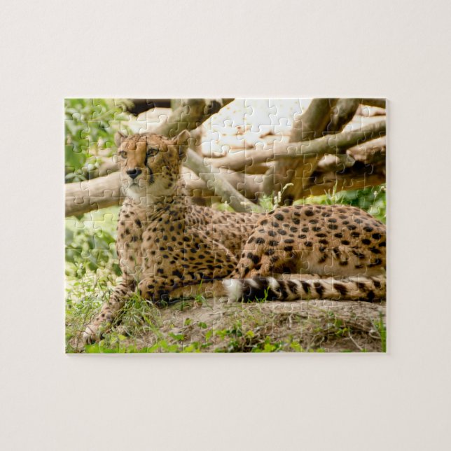 Gorgous Cheetah BeVacker Cat Photo Pussel (Horisontell)