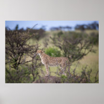 Gorgous Cheetah Bevackra Cat Photo Poster