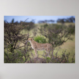 Gorgous Cheetah Bevackra Cat Photo Poster