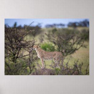 Gorgous Cheetah Bevackra Cat Photo Poster