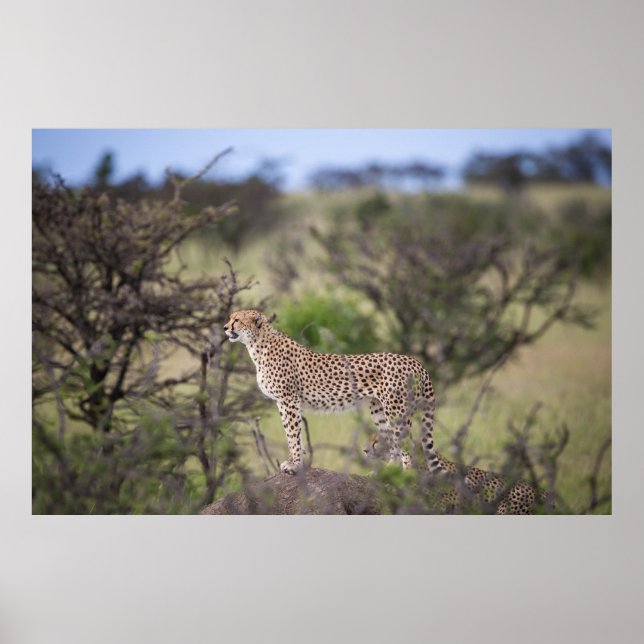 Gorgous Cheetah Bevackra Cat Photo Poster (Framsidan)