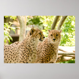 Gorgous Cheetah Bevackra Cat Photo Poster