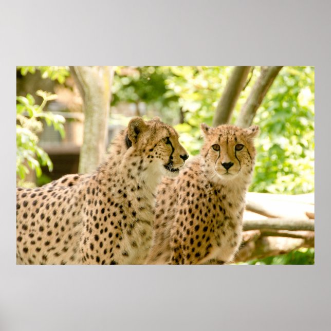 Gorgous Cheetah Bevackra Cat Photo Poster (Framsidan)