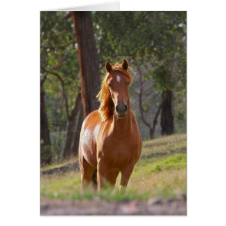 Gorgous Chestnut Brown Horse i Fält Hälsningskort