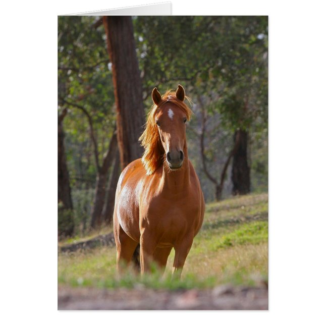 Gorgous Chestnut Brown Horse i Fält Hälsningskort (Framsidan)