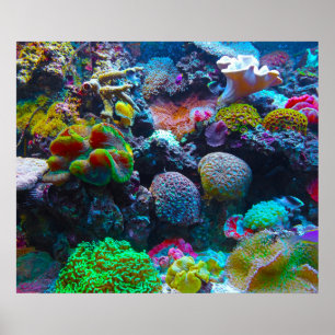 Gorgous Coral Reef Poster