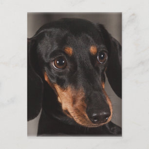 Gorgous dachshund porträtt vykort