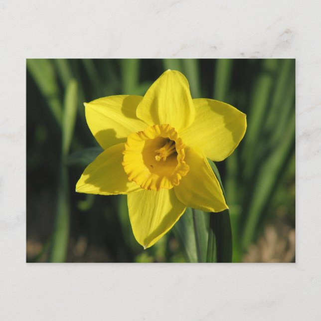 Gorgous Daffodil Vykort (Framsida)