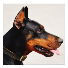 Gorgous Doberman Pinscher Fototryck