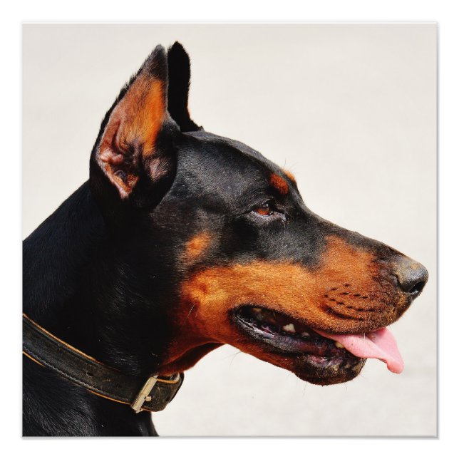 Gorgous Doberman Pinscher Fototryck (Framsidan)
