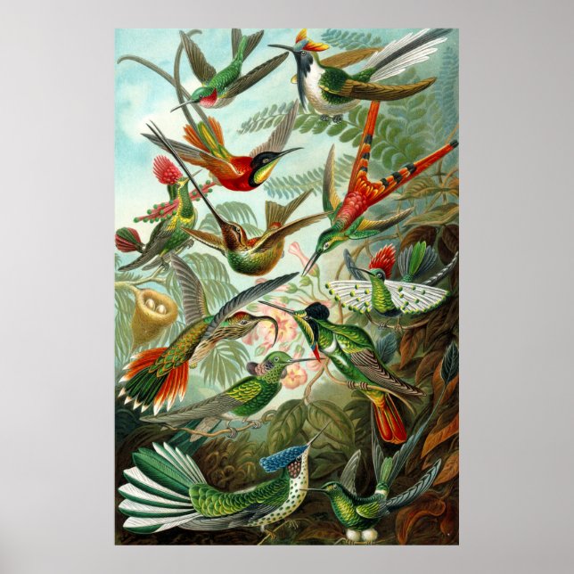 Gorgous Ernst Haeckel Hummingbird Poster (Framsidan)