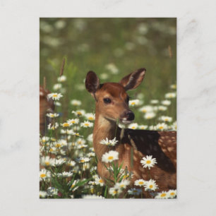 Gorgous Fawn Vykort