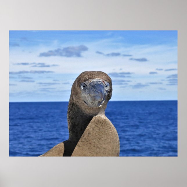 Gorgous Gannet Poster (Framsidan)