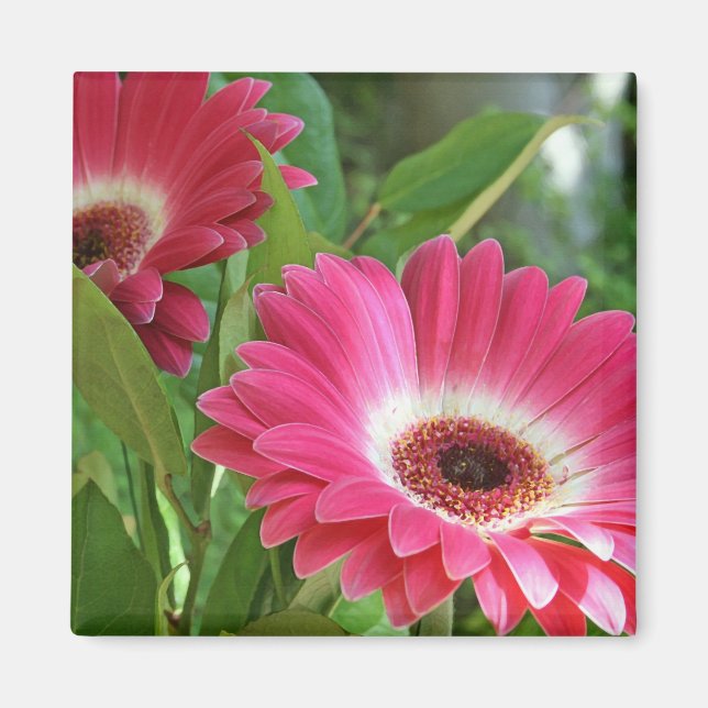 Gorgous Gerbers Magnet (Framsidan)