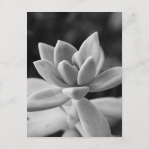Gorgous Ghost Plant Succulent Vykort
