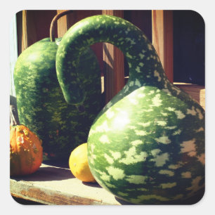 Gorgous Giant Gourds Nature Fyrkantigt Klistermärke