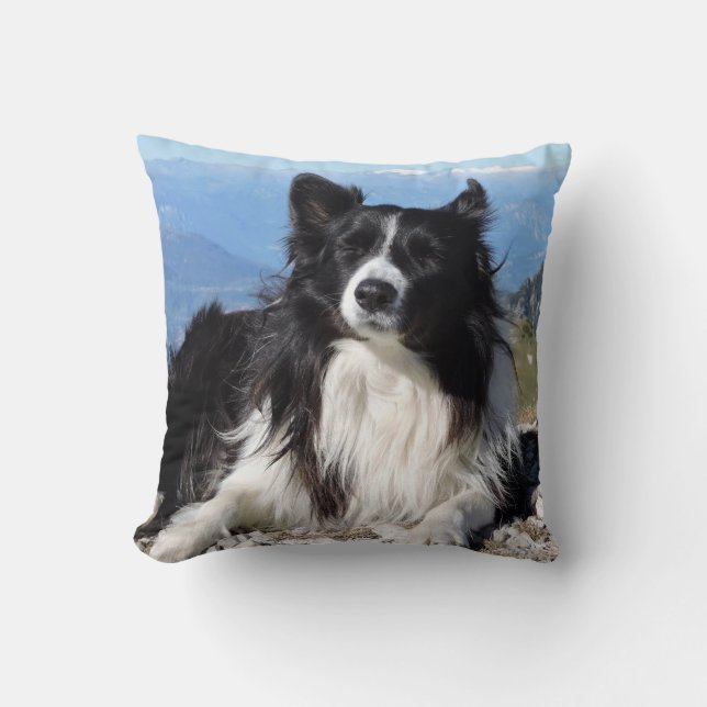Gorgous Gräns Collie Hund black white Kudde (Framsida)