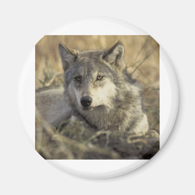 Gorgous Grått Varg Magnet (Framsidan)