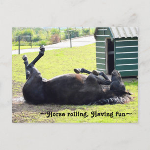 Gorgous Horse Rullande vykort