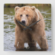 Gorgous kodiak brunbjörn