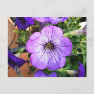 Gorgous Lila Petunia Vykort