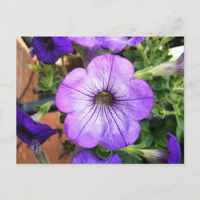 Gorgous Lila Petunia Vykort (Framsida)