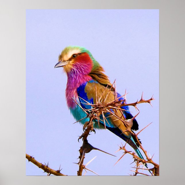 Gorgous Lilac-Brested Roller African Bird Poster (Framsidan)